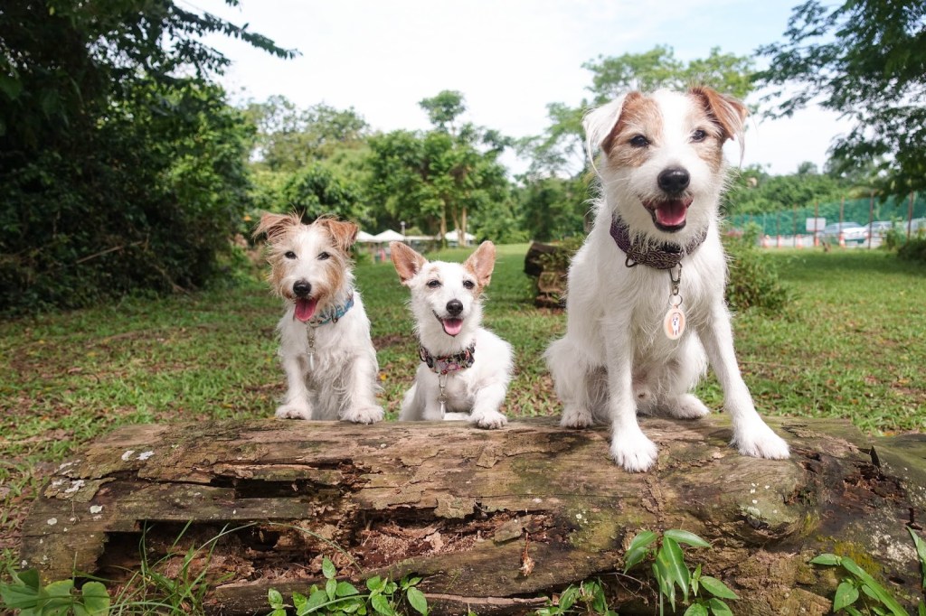 Sam’s Pick: Ruff Premium by J.S&nbsp;collars