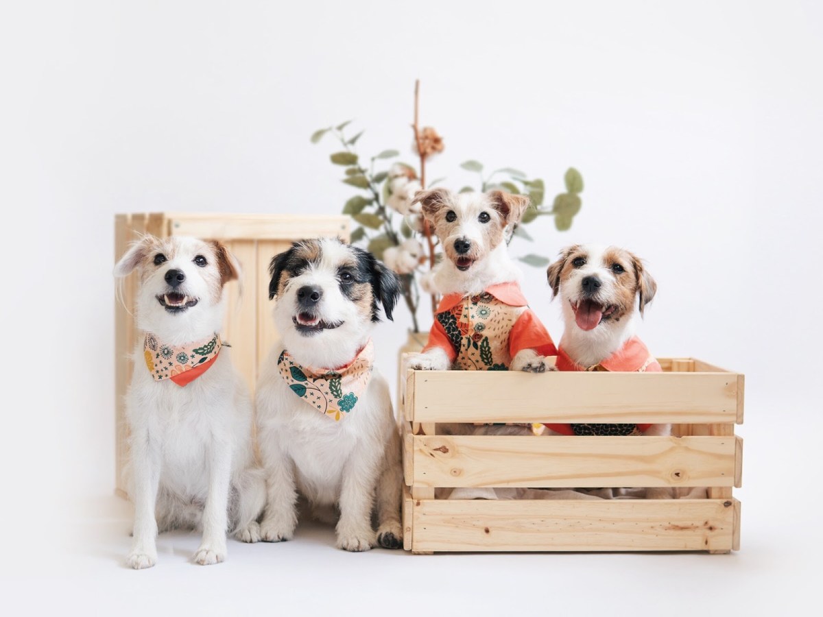 Our Ohpopdog shoot – Part&nbsp;TWO!