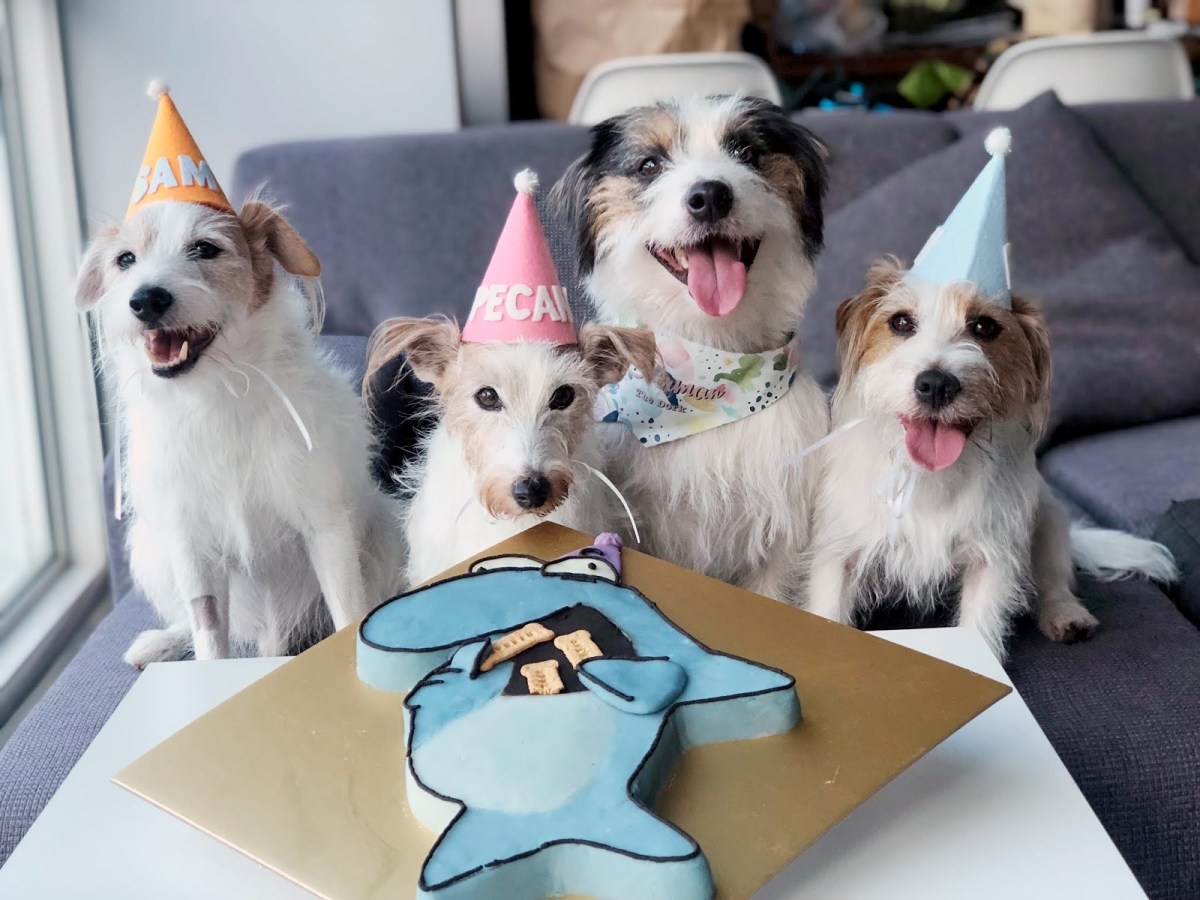 The baby of our gang, Sherman, turns&nbsp;2!