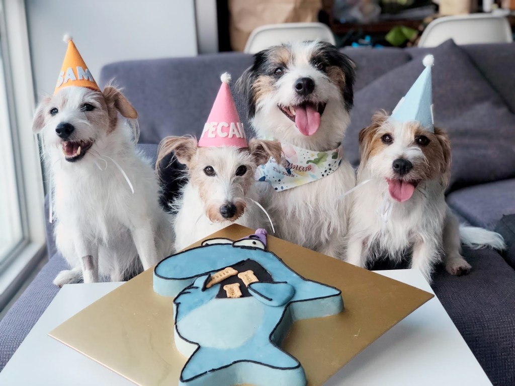 The baby of our gang, Sherman, turns&nbsp;2!
